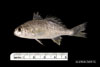 Juvenile Leiostomus xanthurus - Spot, SEAMAP collections